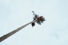 Harheimer_Kerb_2019_0128